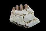 Oreodont (Merycoidodon) Jaw Section - South Dakota #157367-2